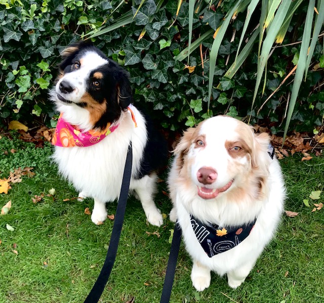 Port Washing Dogs Finn and Luna are happy and thankful