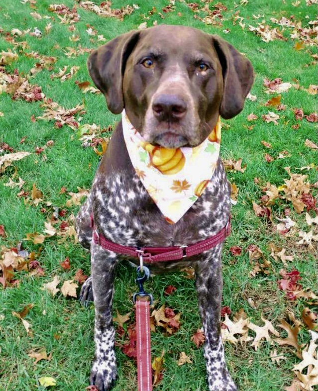 Great Neck Dog Mickey on a Walk